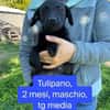 Tulipano 💙💙💙 Hundekind sucht Zuhause