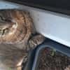 Ginseng liebevoller kater