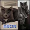 ARON