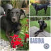 SABINA -ruhig & verschmust-