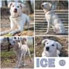 ICE -sucht erfahrenes Zuhause-