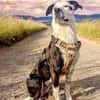 BREE -Traum von Hund-