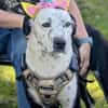 BREE -Traum von Hund-