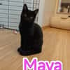 Maya