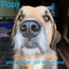 Popy: drahtiger Hundemann sucht ...
