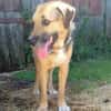 Popy: drahtiger Hundemann sucht ...