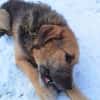 Popy: drahtiger Hundemann sucht ...