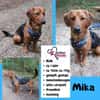 💙Mika💙 sucht seine Familie