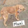 🐾❤ MAXI, liebenswertes Hundemädchen