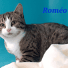 Romeo