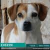 EVELYN - 2018 auf PS in 02633 Dretschen