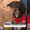 RICCO mit Herz und Charakter