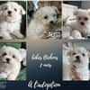 Chiots Bichon Maltais : Ary, Airmione, Alyss, Albus et Agrid