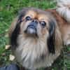 Rudolf  kleiner Pekinese mit großem Her