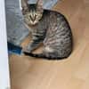 Kater Akari sucht sein Zuhause