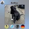 Bursu sucht sein Zuhause
