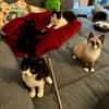 Katzenkinder Billy,Rosi  & Benni