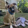 ARLEY, chiot femelle croisé Boxer