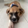 ARLEY, chiot femelle croisé Boxer