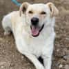 Alba, freundliche Hündin sucht Familie
