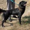 Neagra, aktive Hündin sucht Familie