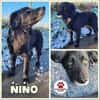 sanfter Retriever Nino sucht sein Zuhaus