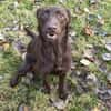 PHOEBE - geb. ca. 01/2025 - Labrador Mix