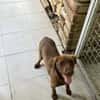 PHOEBE - geb. ca. 01/2025 - Labrador Mix