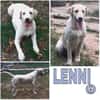 LENNI -rundum toller Junghund-