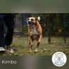 Kimbo: Sensibler Hund mit Potenzial