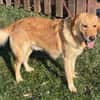 Freundlicher Labrador Basti sucht....