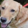 Freundlicher Labrador Basti sucht....