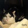 Gurly