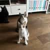 Powerkatze Sil sucht Liebe