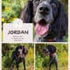 Jordan: kinderlieber English-Setter-Mix