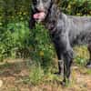 Jordan: kinderlieber English-Setter-Mix