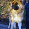 Akita-Inu sucht erfahrene Rasseliebhaber