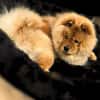 Kimbo - ein Chow-Chow
