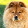Kimbo - ein Chow-Chow