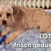 LOTTI  wünscht sich liebevolles Zuhause