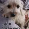 LOTTI  wünscht sich liebevolles Zuhause