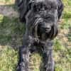 Riesenschnauzer Barney (geb. 03/2021)