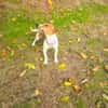 Jacko ein lieber Jack Russel