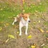 Jacko ein lieber Jack Russel