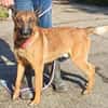 Malinois-Mix ROCKY wartet in 07806 Weira
