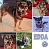 EDDA -Liebevoll, verschmust & ruhig-