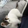 Schmusekatze ANNABELLE sucht!