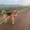 Stitch Familienhund, in DE 25746, Heide