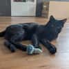 Kater Jack sucht sein neues Zuhause