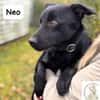 Neo  kleines Herz sucht Geborgenheit!